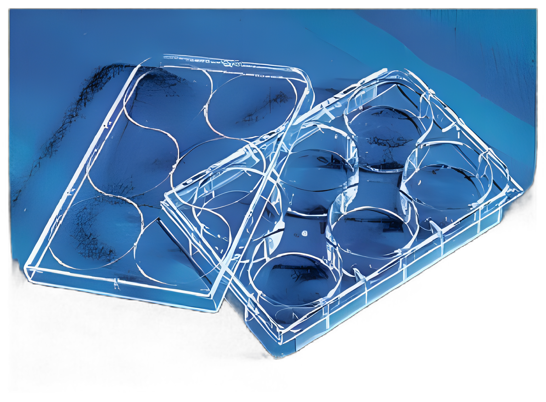 CellBind™ Polystyrene Multiwell Cell Culture Dish