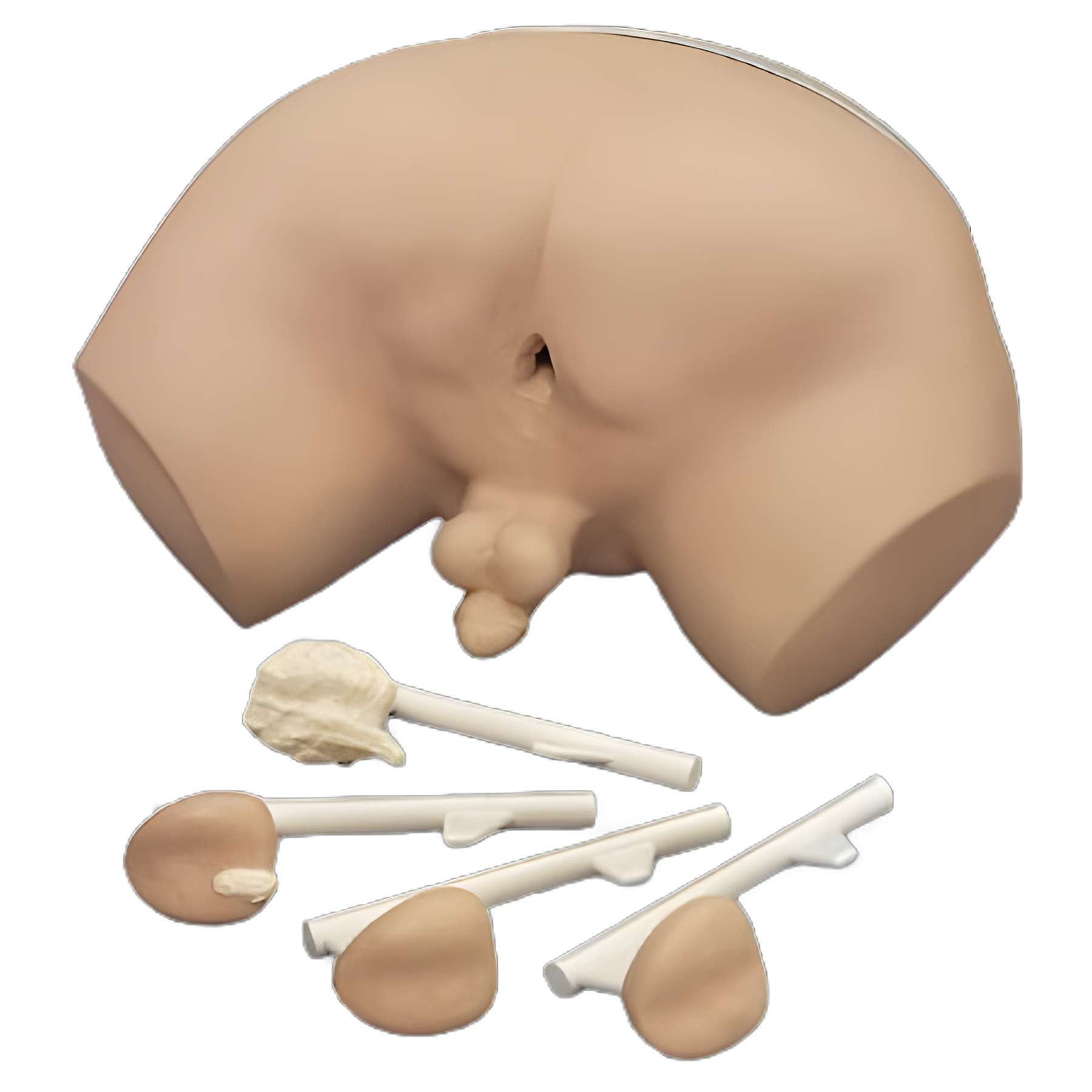 Prostate Examination Simulator Life/form® Male 19 lbs.