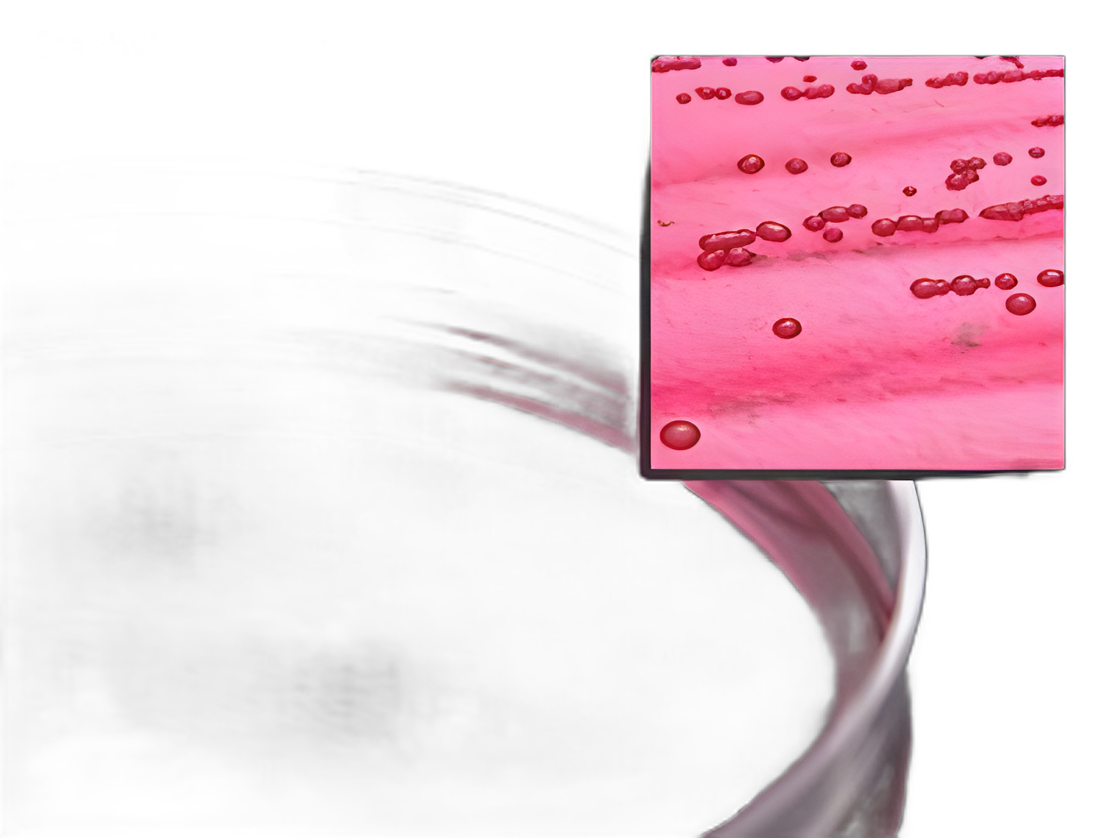 Prepared Media Mannitol Salt Agar Petri Plate Format