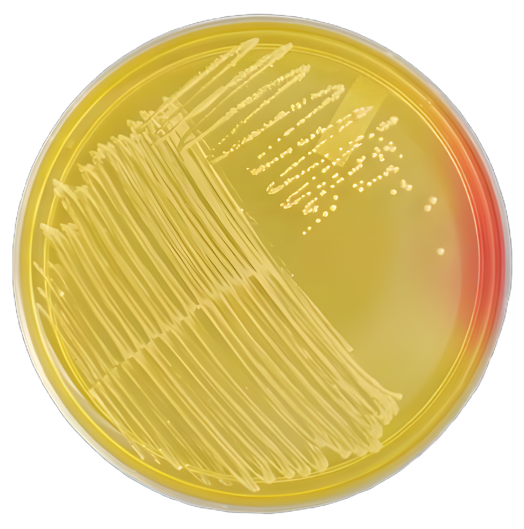 https://usmed-media.usamedpremium.com/public/assets/Catalog/Images/USAMP-21161274.webp
