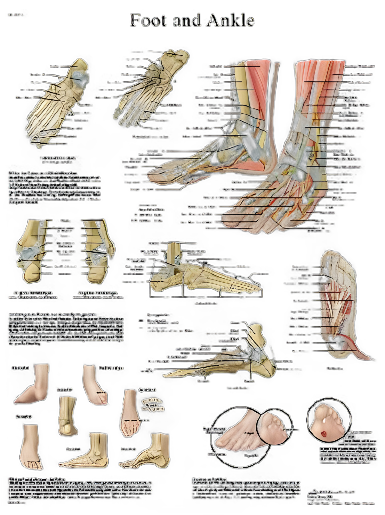 Anatomical Chart Foot and Ankle 20 X 26 Inch Laminated - USA MedPremium