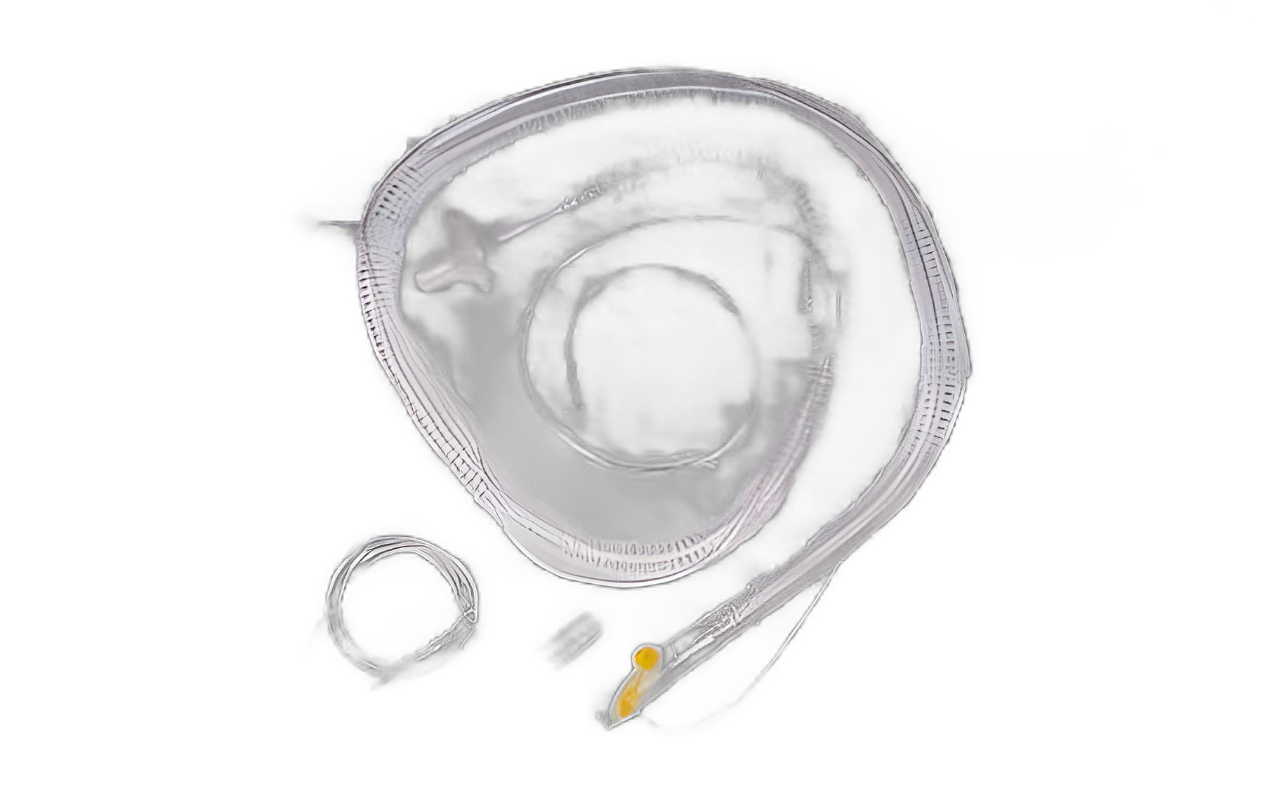 AirLife® Ventilator Circuit Smooth Bore Tube 72 Inch Tube Single Limb Adult Without Breathing Bag Single Patient Use