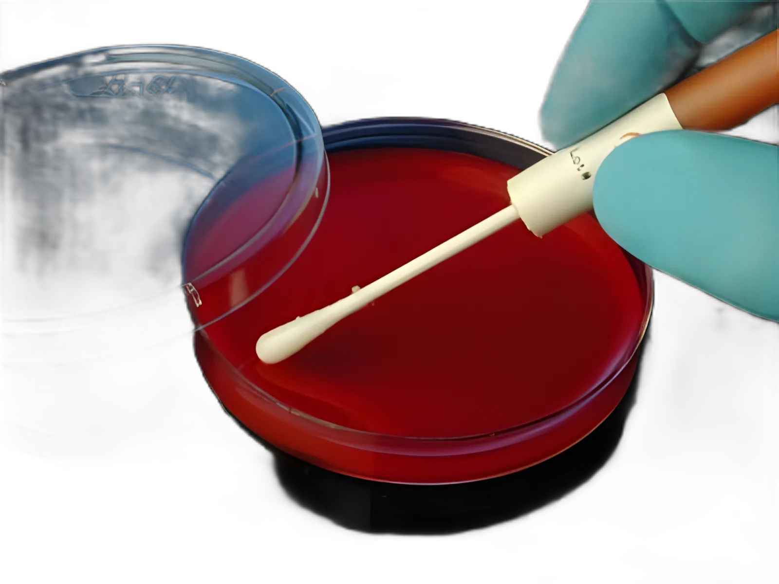 Kwik-Stik™ Duo-Pak™ Bacteroides Vulgatus Quality Control Organism, ATCC® 8482™, 2 Lyophilized Pellets