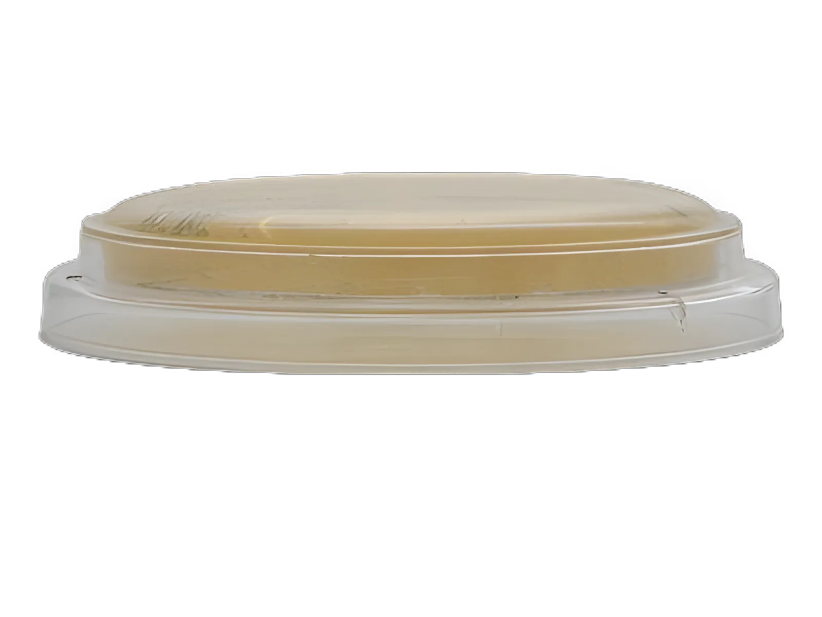 Prepared Media Lok-Tight™ Tryptic Soy Agar (TSA) Plates with Lecithin & Tween® 80 by Hardy Diagnostics