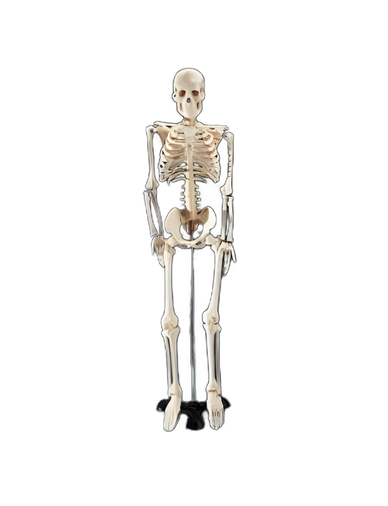 Skeleton Mr. Thrifty Table-size 5 lbs.
