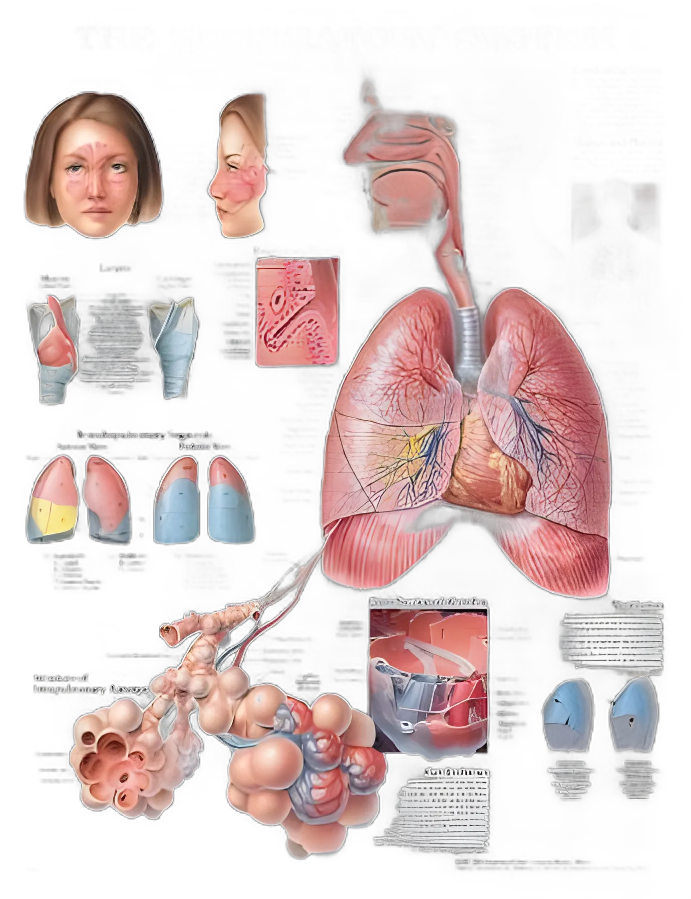 Anatomical Chart Respiratory System 20 X 26 Inch Heavy Paper Laminated